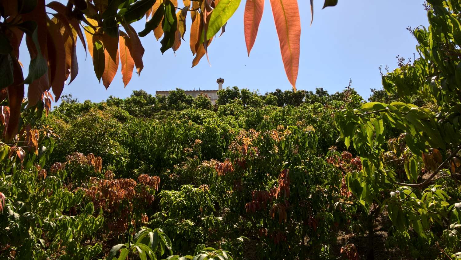 FATTORIA IRRIGATA IN AXARQUIA MALAGA CON ALLOGGIO DI 250 M2